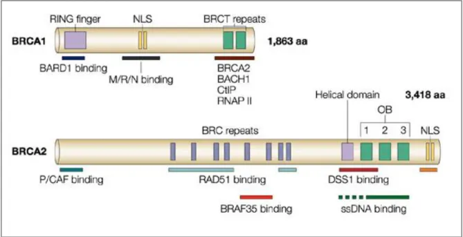 Figure 7 : Constitution des protéines BRCA1 et BRCA2. D’après (51)