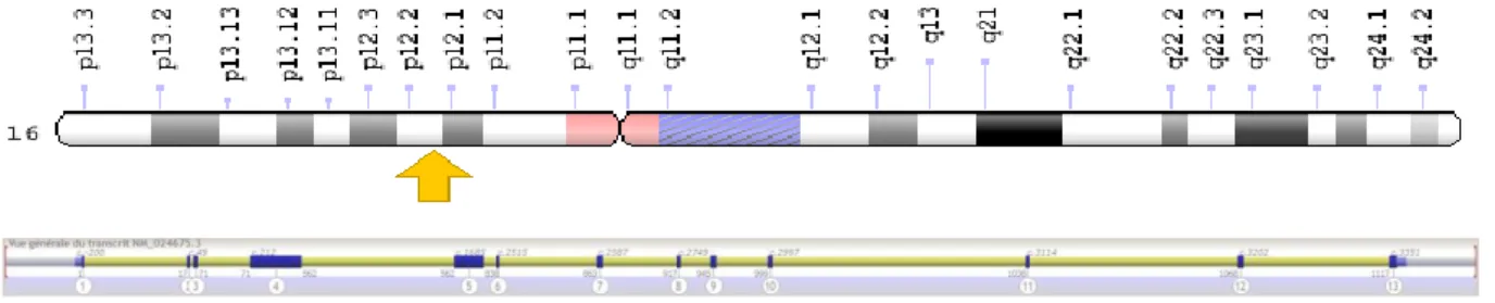 Figure 13 : Localisation et représentation du gène PALB2