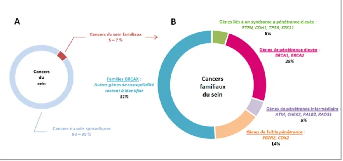 Figure 18 : Distribution des  cancers du sein selon leur origine  héréditaire ou sporadique (A) et selon la  classe  du gène  impliquée (B)