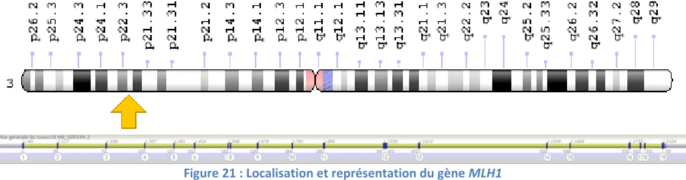 Figure 21 : Localisation et représentation du gène MLH1 