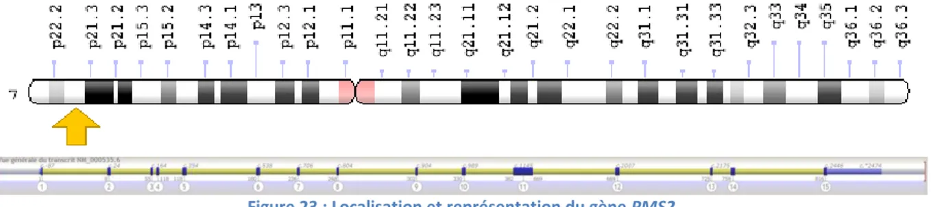 Figure 23 : Localisation et représentation du gène PMS2 