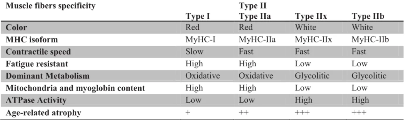Table 5. Muscle fibers specificity and impact of aging on their atrophy. 