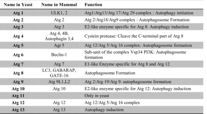 Table 7. Equivalent Atg proteins between yeast and mammals and their functions (extracted  from Mizushima 2007)