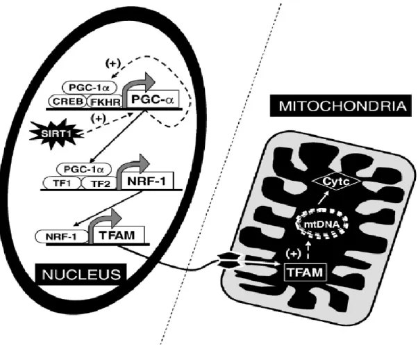 Figure 7. Schematic representation of the regulation of mitochondriogenesis (extracted from  Viña et al