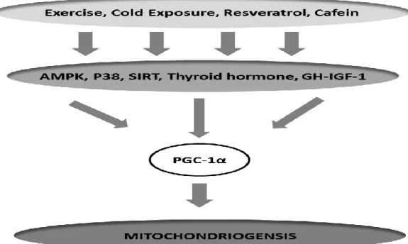 Figure 8. PGC-1α and biogenesis mitochondrial up-streams in skeletal muscle.  
