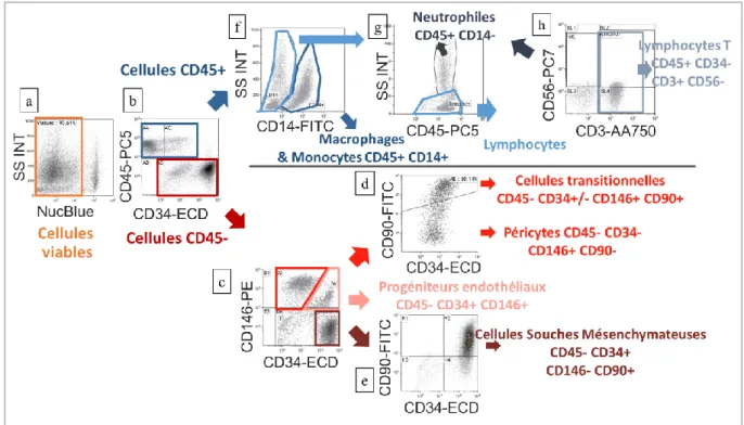 Figure 1. Analyse en cytométrie de flux des sous-populations cellulaires de la FVS : stratégie  de  classification  des  cellules  CD45+  (hématopoïétique)  et  CD45-  (régénératives)