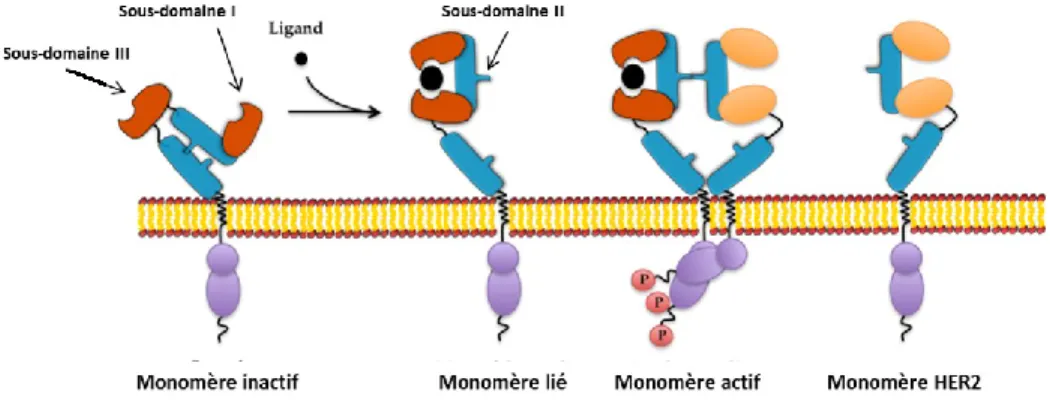 Figure 1. Conformation et dimérisation des EGFR 