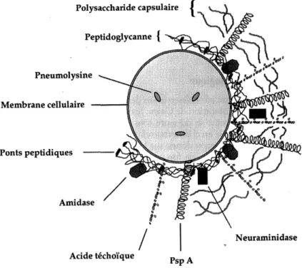 Figure   n°2   :   «   Représentation   schématique   de   la   structure   et   de   la   localisation   des    composants   de   surface   d’un   pneumocoque   encapsulé   »,   Gray   (1996)