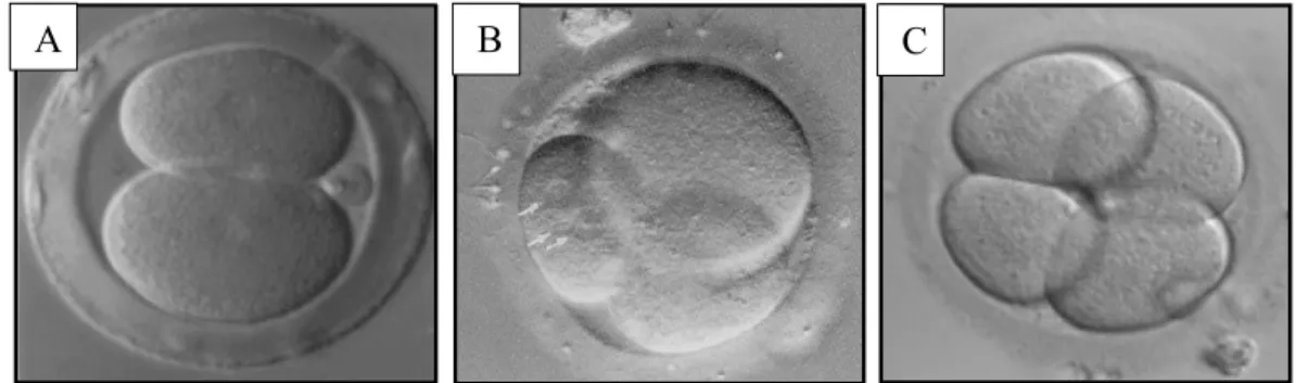 Figure 3 : Développement séquentiel optimal d’un embryon de J1 à J2 : 1 er  clivage (A), 2 e  clivage (B) puis  3 e  clivage (C) 