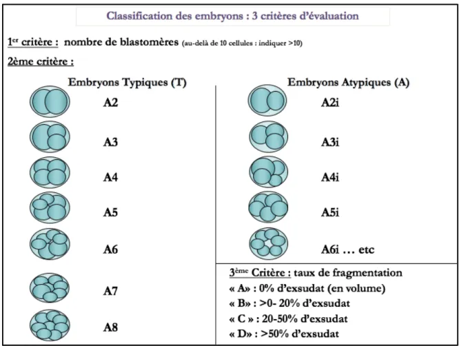 Figure 4 : Classification des embryons précoces de Médifirst 