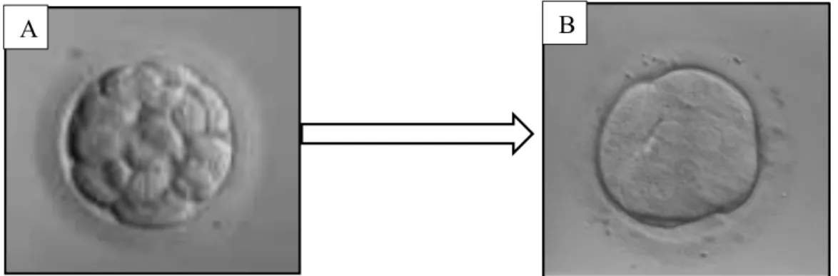 Figure 7 : Développement d'un embryon précoce initiant sa compaction à J3 (A) et évoluant vers le  stade morula à J4 (B) 