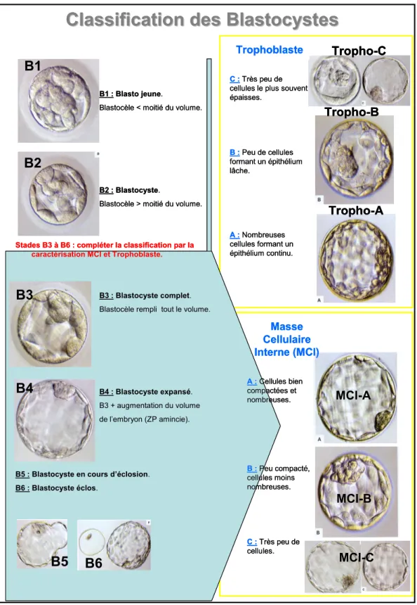 Figure 8 : Classification des blastocystes  Trophoblaste