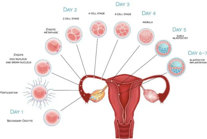 Figure 9 : Cinétique de développement in vivo de l'ovocyte à l'implantation embryonnaire                                        (site magrossessenaturelle.com) 