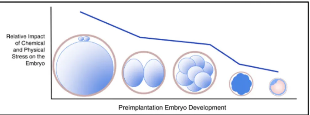 Figure 10 : Impact relatif des facteurs de stress physiques et chimiques sur l’embryon préimplantatoire  représentant les différences stade-spécifiques de la réponse de l’embryon au stress (Wale and Gardner, 2016) 