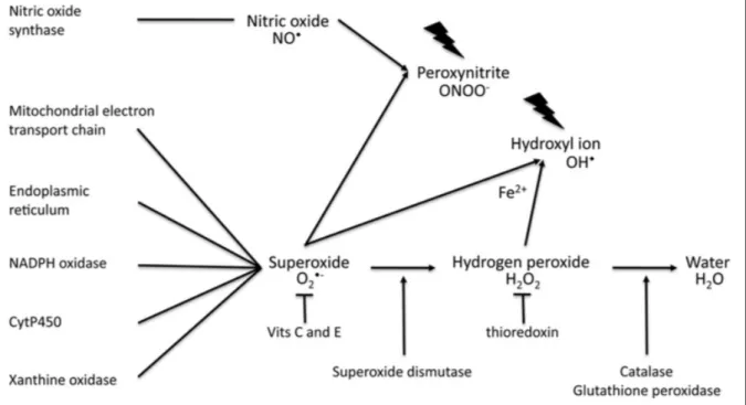 Figure 11 : Les principales ROS, leurs origines potentielles et voies de détoxification (Burton and Jauniaux, 2011)