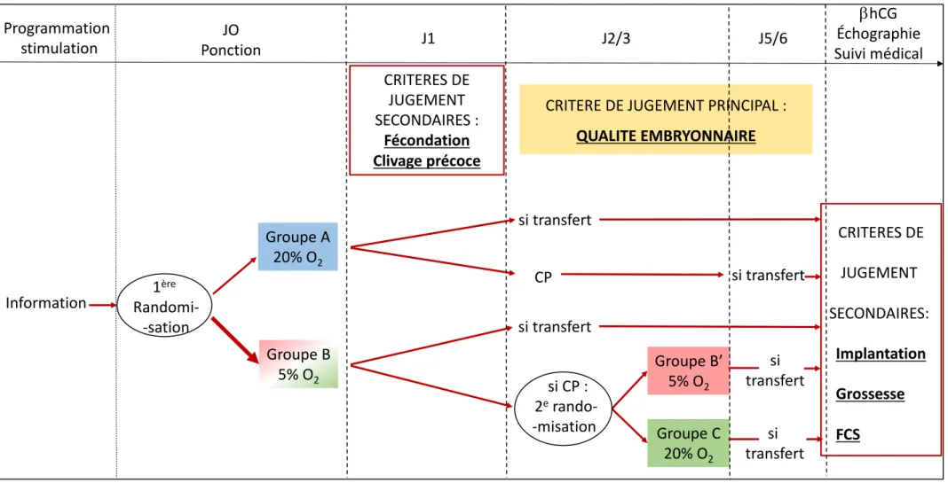 Figure 13 : Schéma de l'étude  Programmation  stimulation JO Ponction J1 J2/3 J5/6 bhCG Échographie Suivi médical Information 1 ère  Randomi--sation Groupe A20% O2 Groupe B 5% O 2 CRITERES DE JUGEMENT  SECONDAIRES :Fécondation Clivage précoce