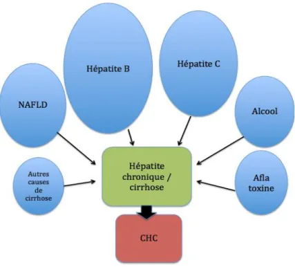 Figure  2.  Facteurs  de  risque  intervenant  dans  le  développement  de  l’hépatopathie  chronique/cirrhose, puis du CHC 