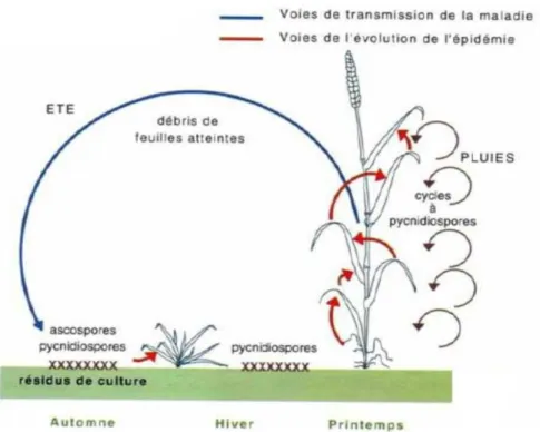 Figure  6  –  Représentation  schématique  du  développement  polycyclique  de  Zymoseptoria  tritici  –  d’après Caron (2000) 