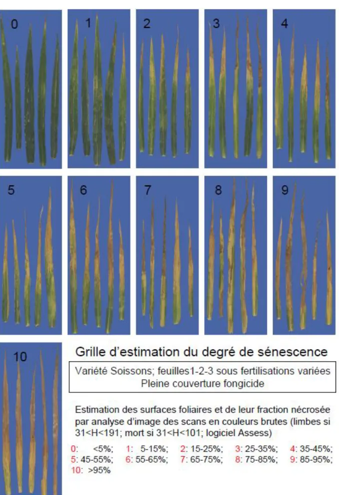 Figure 13 – Grille d’estimation du degré de sénescence d’une feuille de blé – d’après Bancal, non publié 