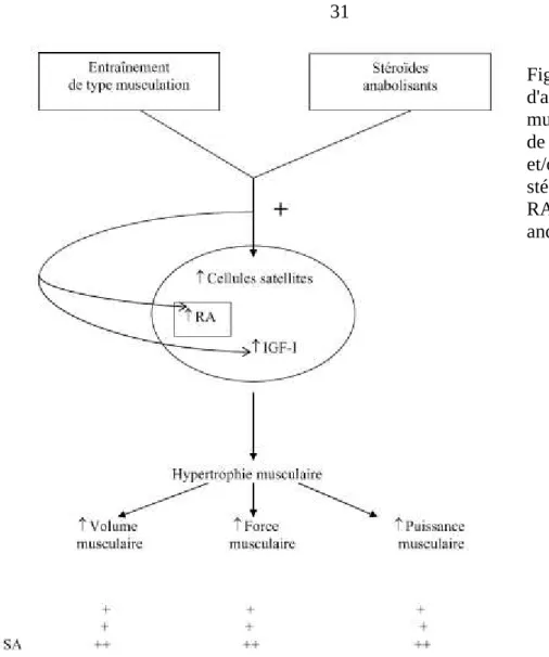 Figure 6. Mécanismes  d'action et effets sur le  muscle d'un entraînement  de type musculation (ET)  et/ou du  dopage par  stéroïdes anabolisants  (SA)  RA= Récepteurs   aux  androgènes (Duclos, 2007)
