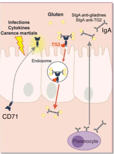 Figure 2 - Transport transcellulaire du gluten dans la maladie cœliaque. 