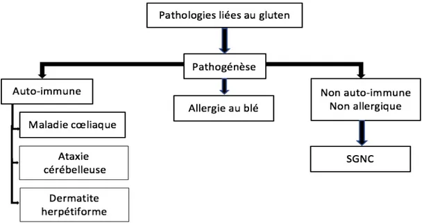 Figure 7 - Nomenclature et classification des pathologies liées au gluten (Bouteloup 2016) 