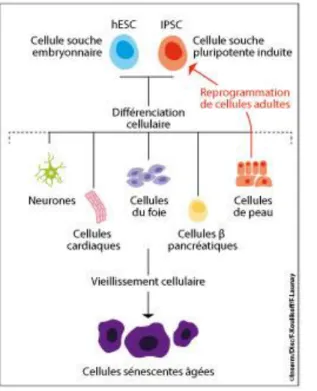 Illustration  8  Cellule  souche  et  réversibilité  du  vieillisement