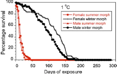 Figure 12: Pourcentage de survie de D. suzukii en fonction de la  température selon le morphotype
