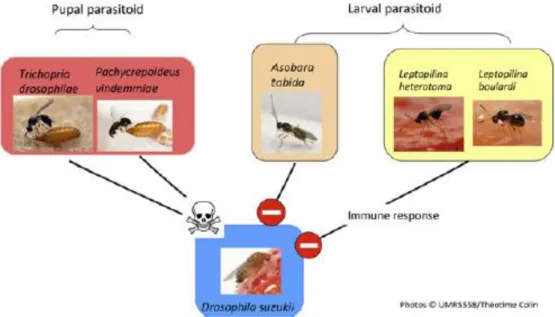 Figure 19: Effets de différents parasitoïdes sur D. suzukii. Source : Chabert et al., 2012