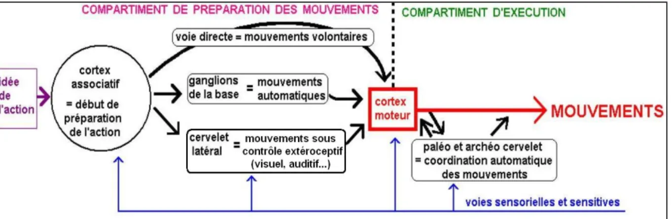 Figure 7 - Les compartiments nécessaires aux mouvements [2]