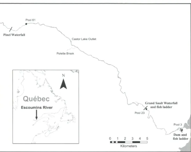 Figure 1. The Escoumins River, and its tributaries, on the north shore of the St-Lawrence  River in Québec showing the positions of the obstacles to salmon migration, as well as the  3 pools (•) where salmon were caught and released in 2009