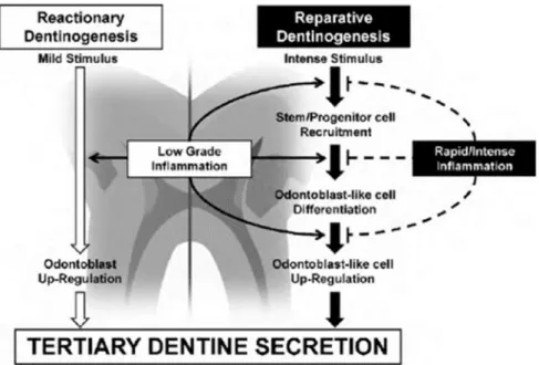 Figure 2 : Dentinogenèse tertiaire et processus inflammatoires associés 