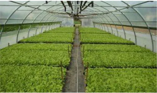 Figure 26 : Production de jeunes plants de tabac en semis flottant (www.c2tr.fr, consulté le 31  août 2017) 