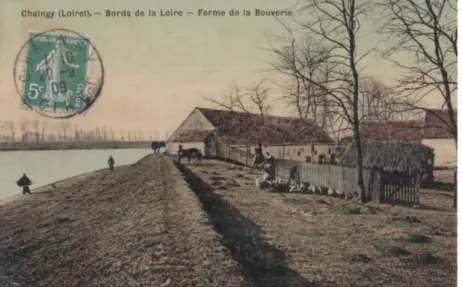Figure 12: Carte postale de 1908 montrant les bords de Loire pâturés à Chaingy – Loiret © 