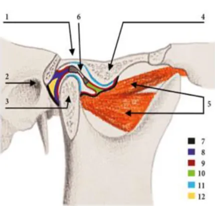 Figure 1 : L’articulation Temporo-Mandibulaire 