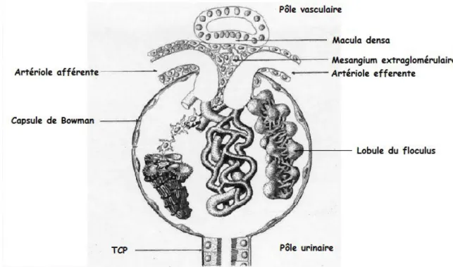 Figure 3 : Corpuscule rénal. D'après Physiologie rénale de JL Pallot