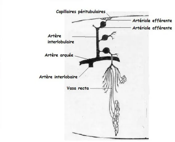 Figure 6 : Vascularisation du néphron. D'après Physiologie rénale de JL Pallot