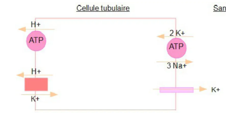 Figure 10 : Echanges au niveau des cellules intercalaires du tube collecteur