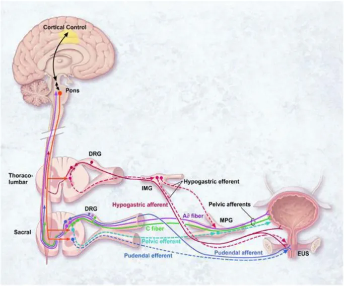 Figure 1 - Contrôle neuronal de la vessie (miction et continence urinaire) 