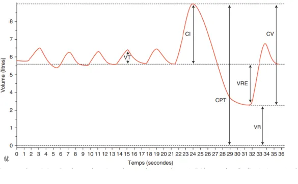 Figure 2 : schématisation des différents volumes pulmonaires (3) 