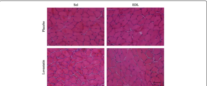 Fig. 1 Cross-sections of soleus and extensor digitorum longus muscles stained with hematoxylin and eosin