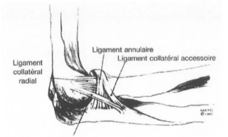 Figure 8. Représentation du ligament collatéral latéral selon Morrey 