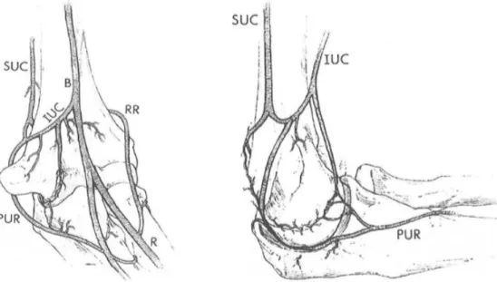 Figure 9. Représentation de l'arcade vasculaire médiale du coude 