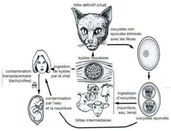 Figure 5 - Cycle évolutif de Toxoplasma gondii  (Dubey et al.,1998) 