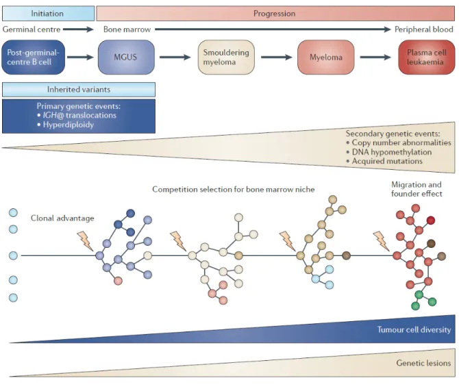 Figure 1. Initiation et progression du MM (issu de Morgan et al. (16)).  