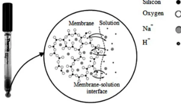 Figure 1. Composition of a specific electrode membrane [26, 27].