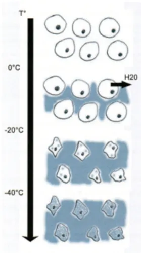 Figure 4. Répartition de la glace lors du processus de congélation. 