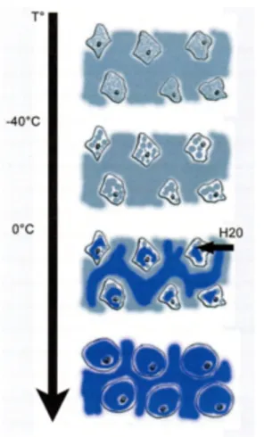 Figure 5. Répartition de la glace (représentée en bleu clair) et de l'eau (représentée  en bleu foncé) lors du processus de décongélation
