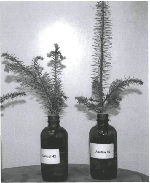 Figure 7. Photograph showing the needle senescence of balsam fir seedlings after 100 days of  harvest as influenced by LT treatment (Acclimated) imposed at 5°C for 48 h