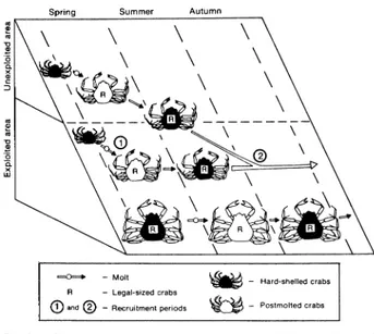 Fig. 6. Conceptual model to explain the changes in size structure of the snow crab population in the southwestern Gulf of St